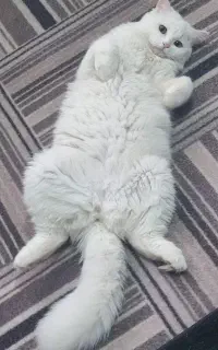 گربه نر جفت گیری