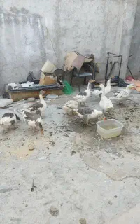 غاز جوان