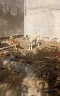 ماده سرابی