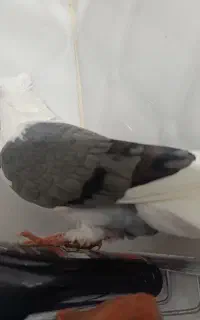 کبوتر و کفتر ماده مست .