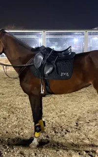 اسب مادیان اصیل ترکمن - کره پادشاه