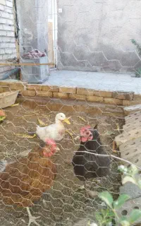 قفس بزرگ+ مرغ خانگی