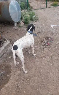 سگ شکاری آموزش دیده و جستجو کننده