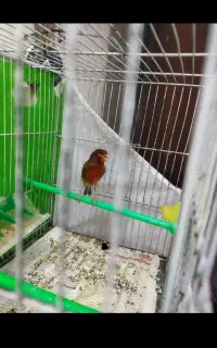 قناری نر مست خون