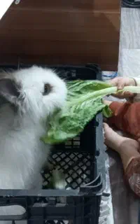 خرگوش خونگی