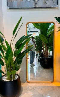 درختچه های خاص مینی مال