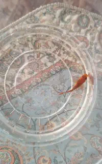 ماهی قرمز اصیل ایرانی