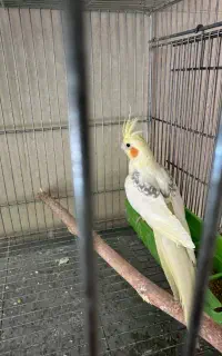 عروس هلندی ماده دوکت پروانه ای
