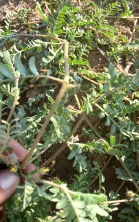 کاسنی