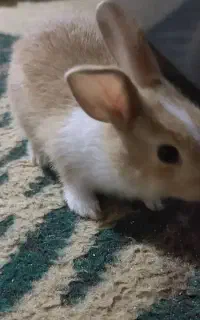 جوجه خرگوش اهلی و سالم