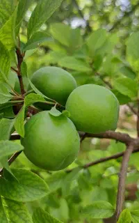 آلوچه کرجی تازه و ترد