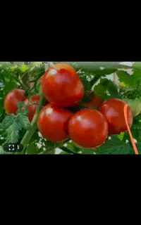 باسلام آب گیری گوجه با دستگاه استیل کاملاً بهداشتی