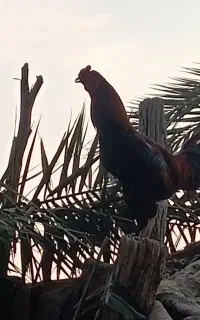 خروس