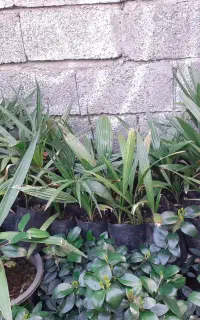 درختچه پالم