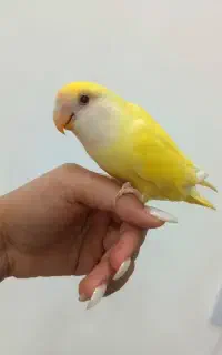 پرنده گمشده
