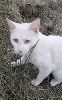 گربه سفید چشم تابه‌تا
