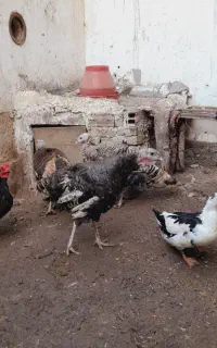 بوقلمون ماده