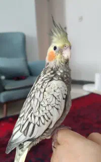 عروس هلندی رام  رام و دستی