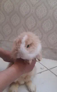 خرگوش لوپ چشم ابی