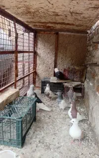 کبوتر یا کفتر