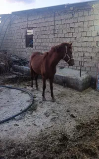 فروش اسب 3ساله منتظر آموزش برای سوای،قوی وپرخون