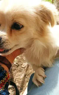 سگ پا کوتاه