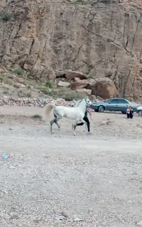 سگ نر