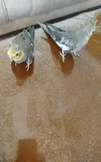 یک‌جفت‌عروس‌هلندی‌نر