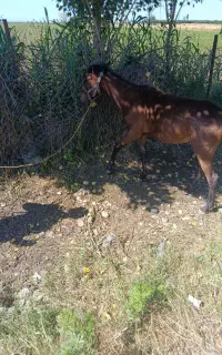 کره اسب قرمز رنگ ماده