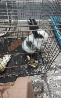 بچه خرگوش دوماهه