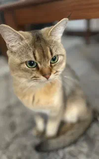 گربه