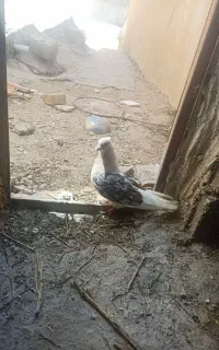 سیا پلنگ