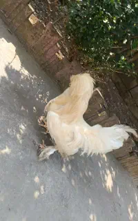 خروس سلطان