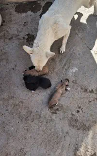 توله‌پاکوتاه