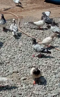 تعدادی جوجه شاه کفتر