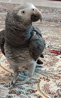 کاسکو سخنگو و دستی