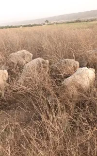 میش