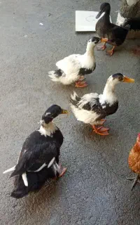 سونه