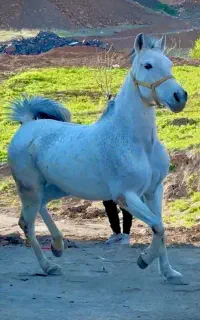 دوراس مادیان اصیل کرد