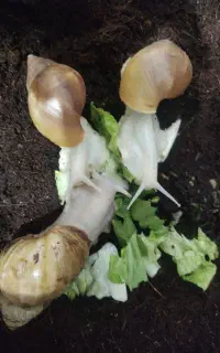 حلزون آچاتینا