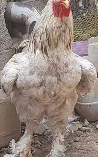 تخم مرغ برهما وپاپر