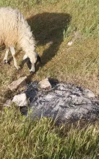 گوسفند‌بابره‌نر