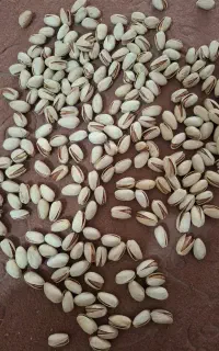پسته اکبری انس 20