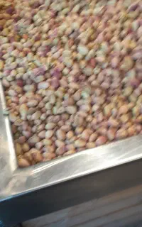 پسته تازه با پوست وپسته خشک امساله دامغان