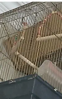 نو نو
