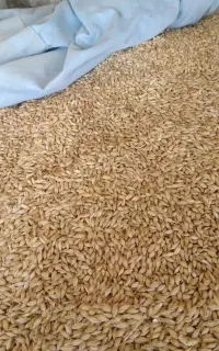 جو فروشی چاق