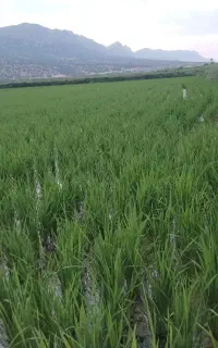 فروش برنج کامفیروزی