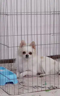 سگ پامر