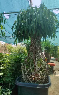کارگر ساده جهت گلخانه برای ۳روز