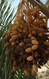 برش نخل مهری خرما